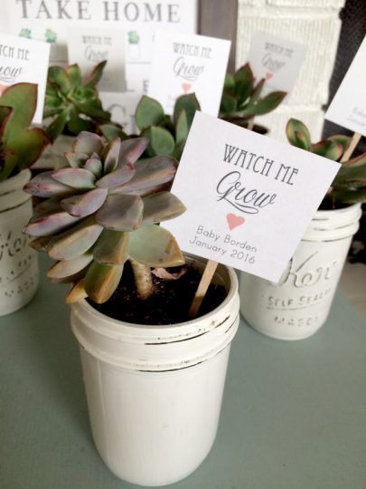 small plants idea for baby shower gift to guests